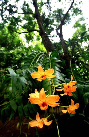 Orange thai wild orchid in rainforest, Inthanon mountain, Chiang Mai, Thailand.の写真素材