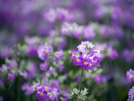 Purple wild flower field near mountain in Chiang Mai, Thailand.の写真素材