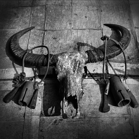 Ancient buffalo skull and wooden bell on cement wall, Black and white.の写真素材