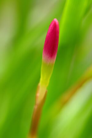 Pink beautiful Fairy lily in gardenの写真素材