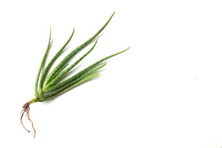 top view and flat lay Fresh green aloe vera plant with roots isolated on a white backgroundの写真素材