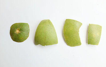 horizontal photo of fresh green  Peel of fresh grapefruit (Citrus maxima (Burm.f.) Merr) isolated on a white backdrop. Ripe grapefruit zest,Ripe citrus fruit.の写真素材