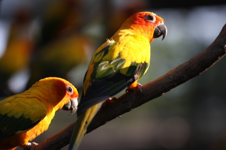 Sun Conure Parrot の写真素材