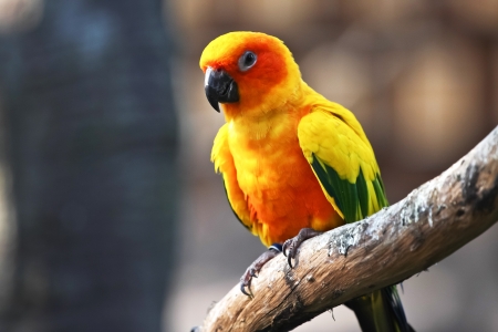 Sun Conure Parrot の写真素材