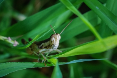 Green Grasshopper on a Leafの写真素材