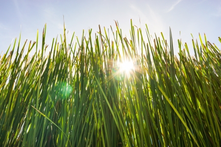 Green Fresh Vetiver Grass Decoration for Textureの写真素材