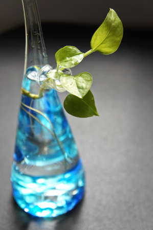 Leaf in vaseの写真素材