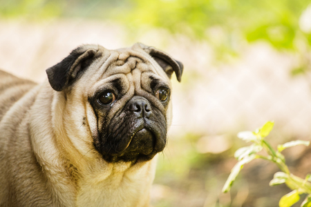 Pugの写真素材
