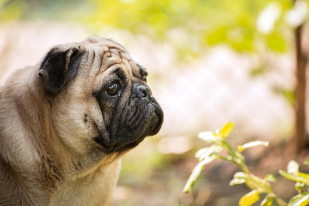 lonely pug sitting in gardenの写真素材