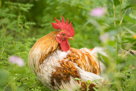 Chicken or Hen on green meadowの写真素材