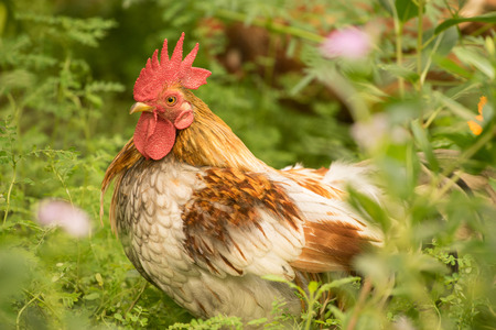 Hen on green meadowの写真素材