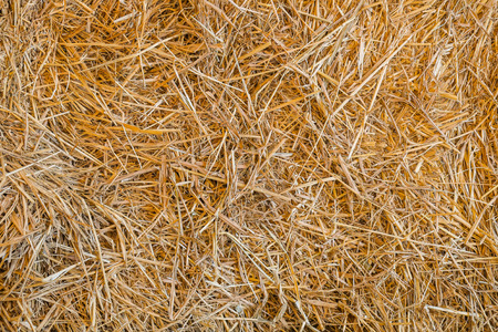 halm stack,dry stems and leaves of small cerealsの写真素材