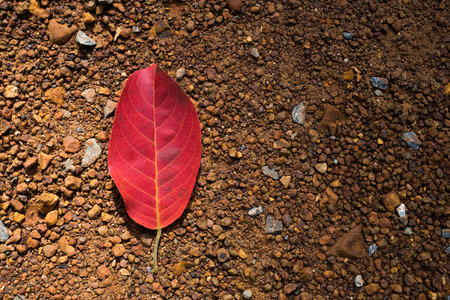 image of red leaf fall on the ground, sadness and lonely feeling tone on cross process of red and brown colors and vignetting with text space on center-rightの写真素材