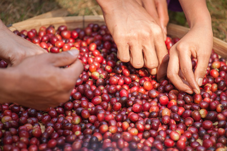 selecting bad coffee seeds from group by handsの写真素材