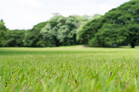 golf ball on wooden tee - ready to tee off (start)の写真素材