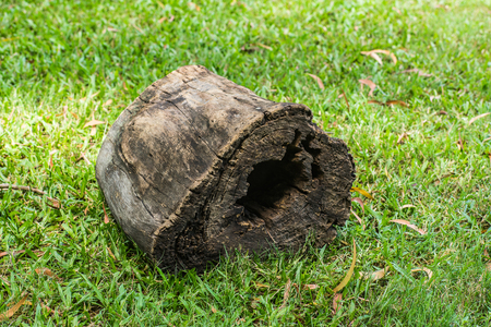 old dead wood on green grassの写真素材