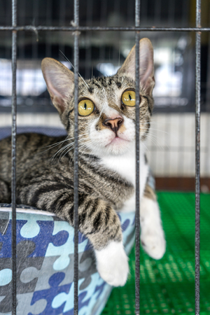 little cat in the cage looking through the bars of a cageの写真素材