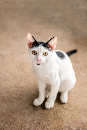 cute white breed short hair kitten sitting and looking upの写真素材