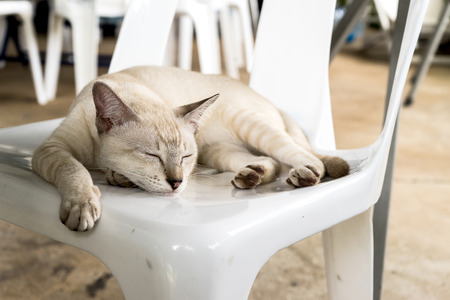 brown cat napping on white plastic chairの写真素材