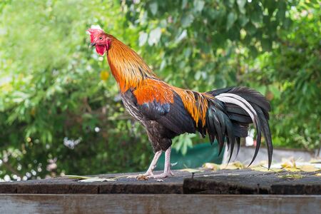 rooster standing on wood  roofの写真素材