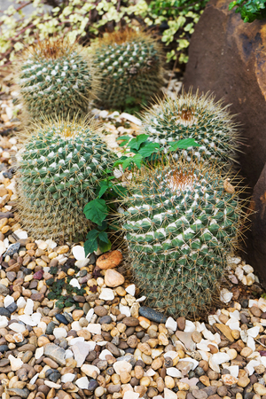 discocactus placentiformisの写真素材