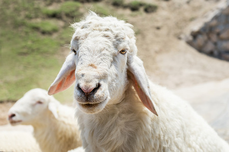 head shot of romney sheep portrait lookingの写真素材