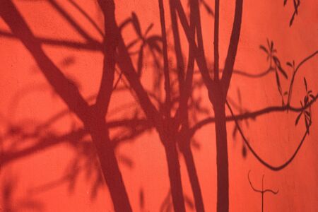 tree branches shadows on red wall with copy spaceの写真素材
