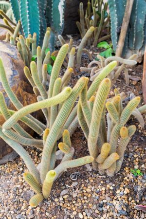 discocactus placentiformisの写真素材