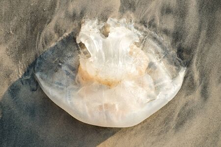 Jellyfish on the beachの写真素材