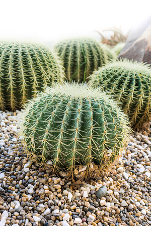 echinocactus grusonii or know in golden barrel cactusの写真素材