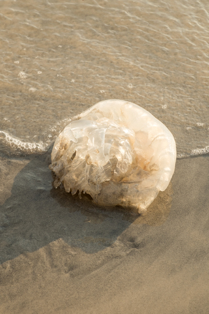 Jellyfish on the beachの写真素材