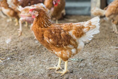 Hens in a free range farmの写真素材