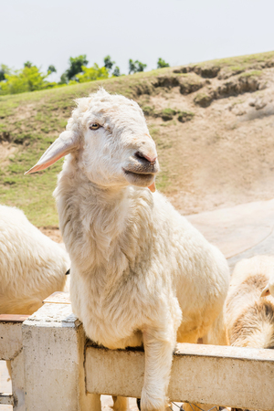 head shot of romney sheep portrait lookingの写真素材