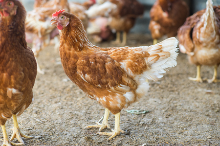 Hens in a free range farmの写真素材