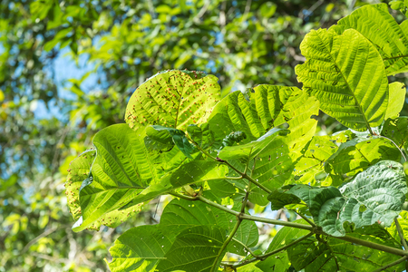 close up diseased green leafの写真素材