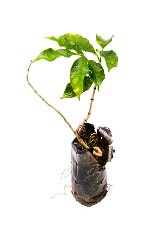 sprout of coffee tree isolated on white backgroundの写真素材