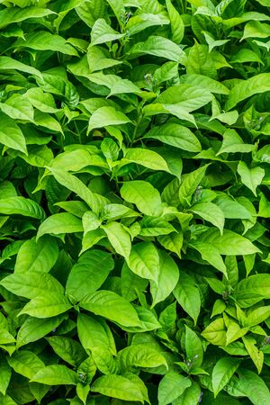 green leaves backgroundの写真素材