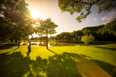 early morning light with flare effect from camera lens in parkの写真素材