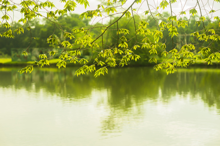 tree branch with leaves hanging over water, in relax mood and tone with text spaceの写真素材