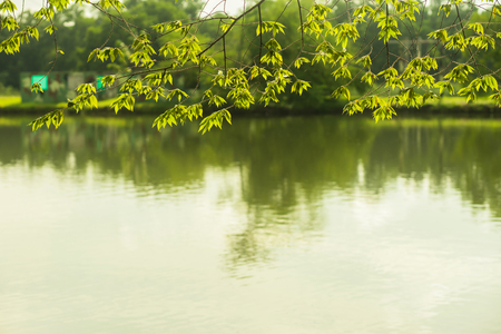 tree branch with leaves hanging over water, in relax mood and tone with text spaceの写真素材