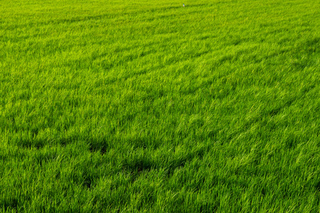 rice green field backgroundの写真素材