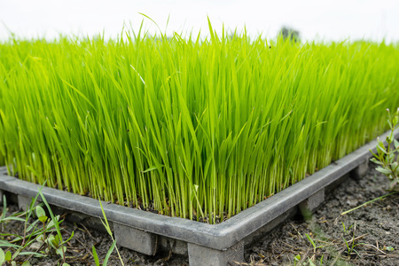natural rice green fieldの写真素材