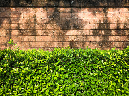 banyan tree with old brick wall background with text space