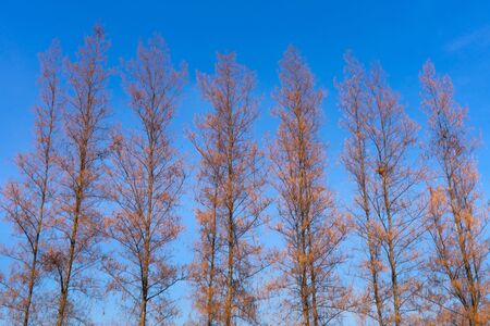 Pine tree over blue sky backgroundの写真素材