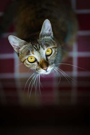cat looking up staring at the camera
