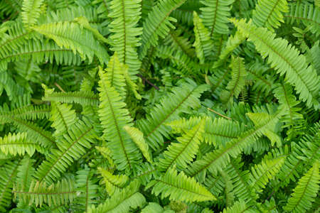 green fern leaves, natural background, fresh fern close-up nature photo. textured leaf of polypodialesの写真素材