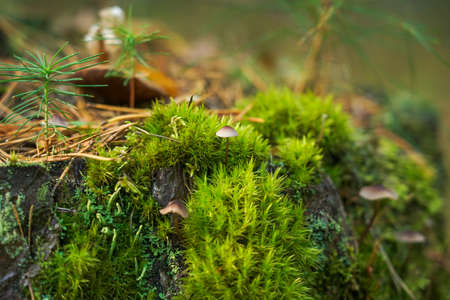 Green moss with spores on the stump. moss bloomの写真素材