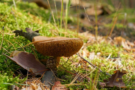 he brown mushroom has grown in a dense moss. wild forest
