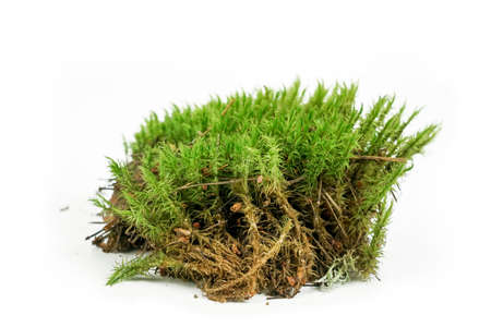 Forest moss on a white background. Javanese moss, antler moss, moss texture