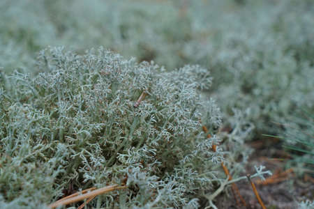 green forest moss. moss textureの写真素材